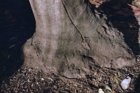 http://www.virguleflottante.com/files/gimgs/th-65_LesFourmis (30).jpg